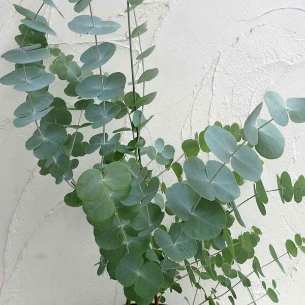 園芸ネット本店｜ユーカリ：銀丸葉（シネレア）7号ポット の通販【公式】