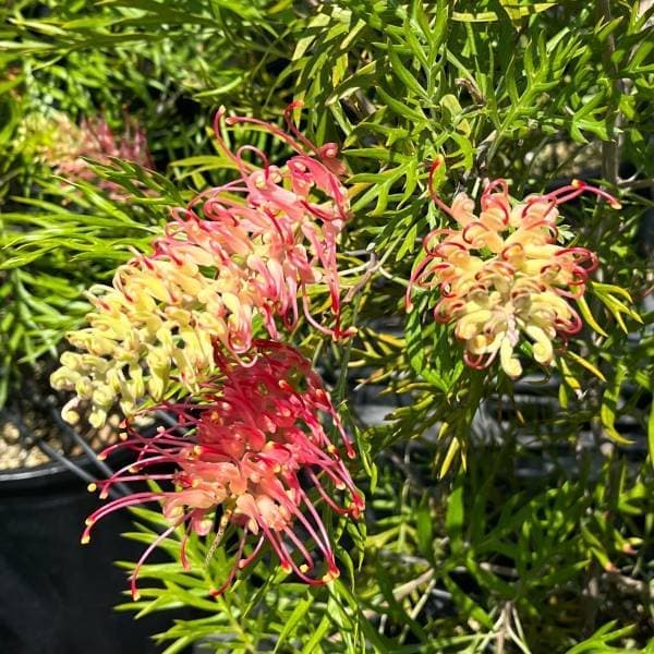 園芸ネット本店｜グレビレア：サパーブ8号鉢植え の通販【公式】