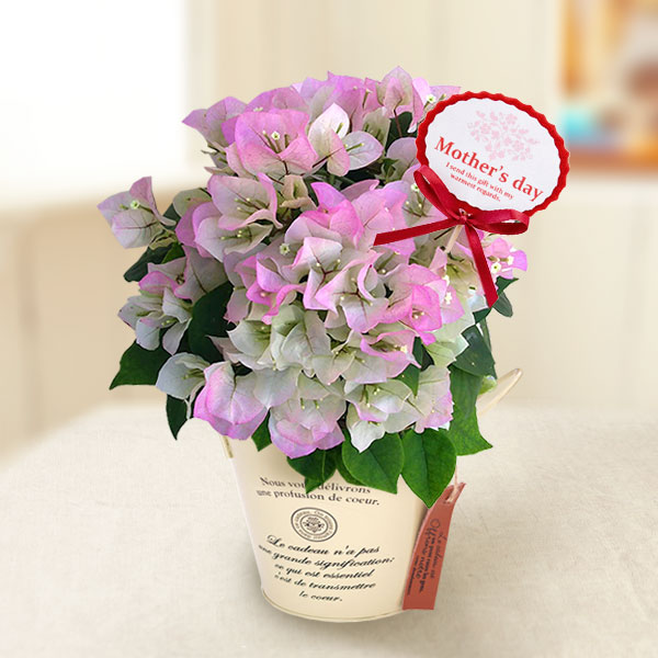 園芸ネット本店｜[送料無料][2023年 母の日ギフト][予約