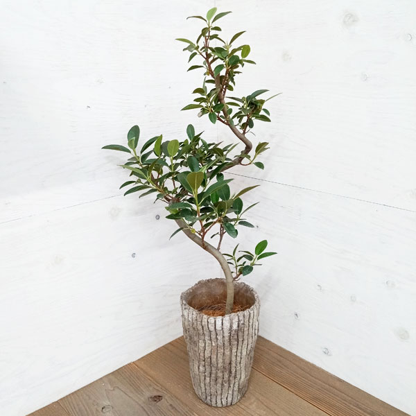 園芸ネット本店｜[ギフトに]フランスゴムの木（曲がり）5号 バーク