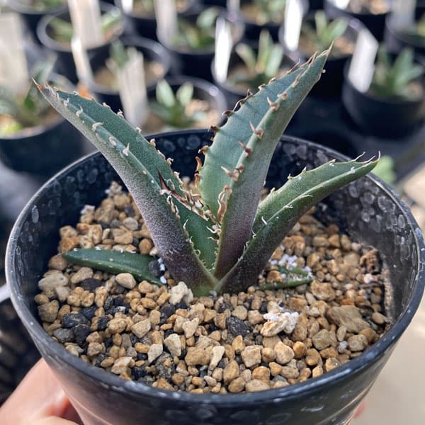 アガベ 白鯨 アガベ 白鯨 | mana's farm:塊根植物・アガベ・ドライ