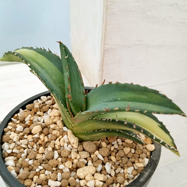 アガベ チタノタ【Creep】No.2／＊鉢植え発送＊ 園芸ネット本店