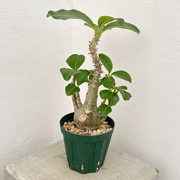 園芸ネット本店｜パキポディウム：ウィンゾリー（実生） 4号鉢植え23