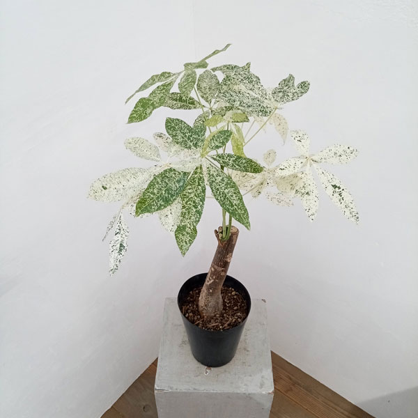 園芸ネット本店｜パキラ：ミルキーウェイ 5号23-01 の通販【公式】