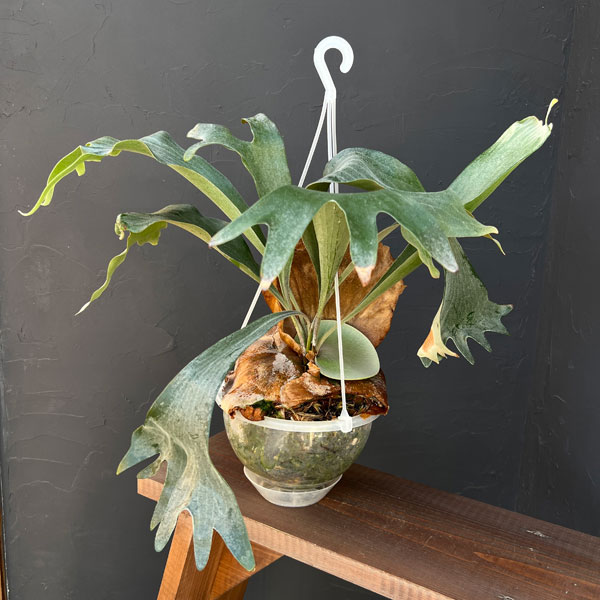 園芸ネット本店｜ビカクシダ（コウモリラン）：ヒリー スポア#5 6号