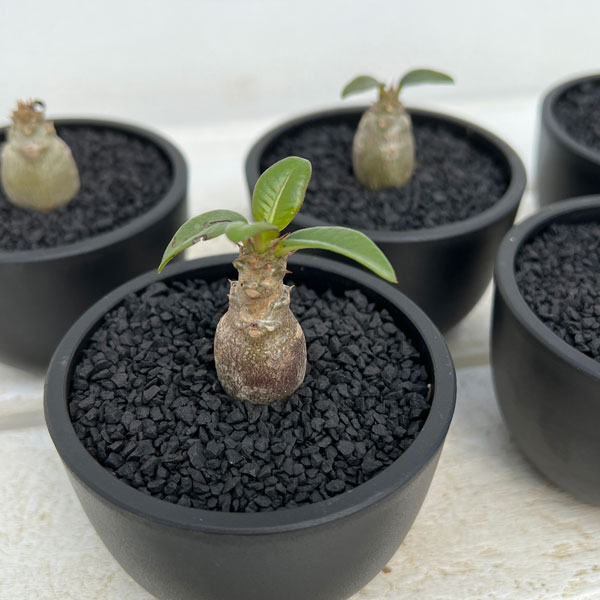 園芸ネット本店｜[ザ・ファームセレクト]パキポディウム：Mana's farm