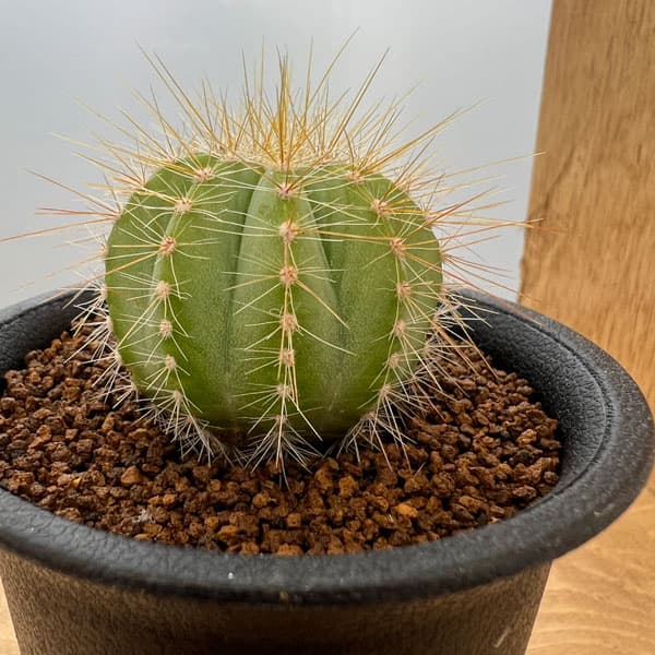 園芸ネット本店｜サボテン：エリオカクタス マグニフィカス（英冠玉
