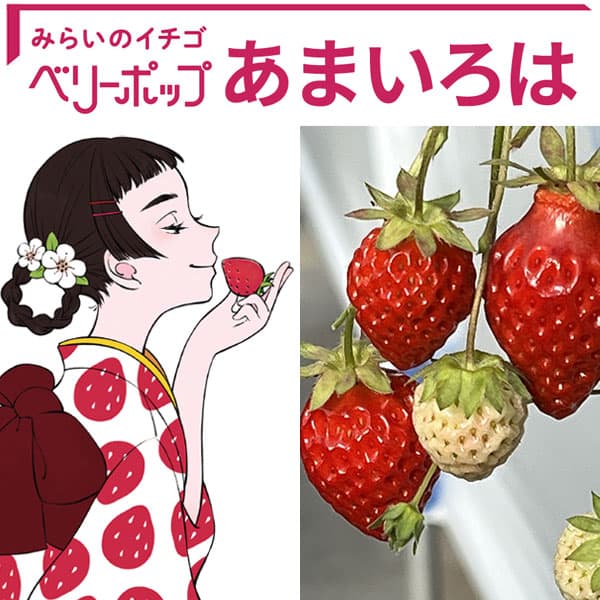 園芸ネット本店｜イチゴ：ベリーポップ あまいろは3号ポット の通販