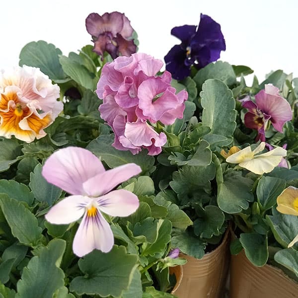 園芸ネット本店｜パンジー・ビオラ：見元園芸さん×花日和さんコラボ株