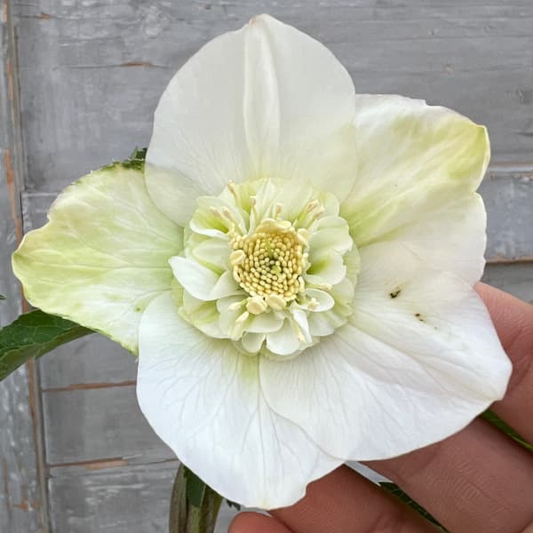 園芸ネット本店｜杉光園芸さんのクリスマスローズ：セミダブル24-06