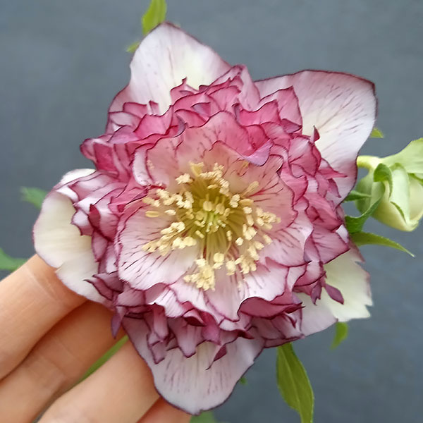 園芸ネット本店｜曽田園芸さんのクリスマスローズ：24-12多弁ダブル／4