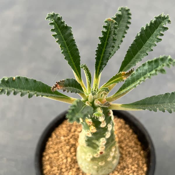 園芸ネット本店｜ドルステニア：ラブラニー 2.5号鉢植え24-01 の通販