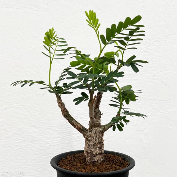 園芸ネット本店｜[ザ・ファームセレクト]センナ：メリディオナリス