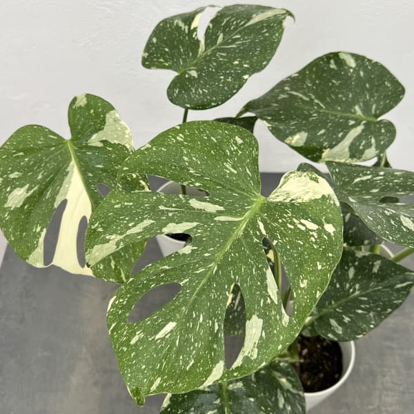 園芸ネット本店｜モンステラ：タイコンステレーション（散斑）4号鉢