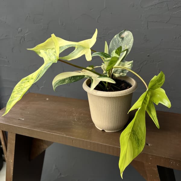 園芸ネット本店｜フィロデンドロン：フロリダビューティーバリエガータ