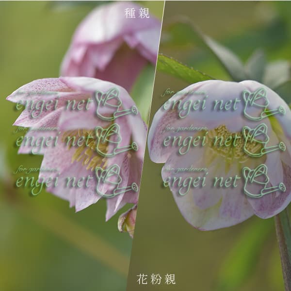 園芸ネット本店｜【お1人様1ポット】大和園さんのクリスマスローズ：24