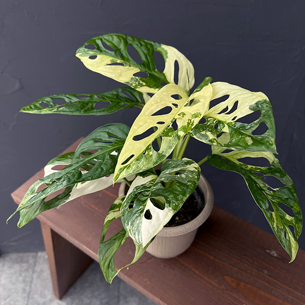 希少 モンステラ アンダーソニー マダラ 4.5号 斑入り 希少！ 観葉植物