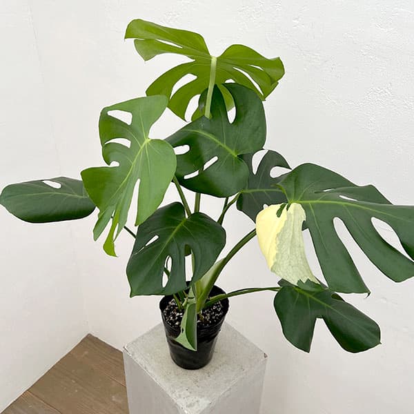 園芸ネット本店｜モンステラ：デリシオーサ 斑入り（実生株） 5号24-03