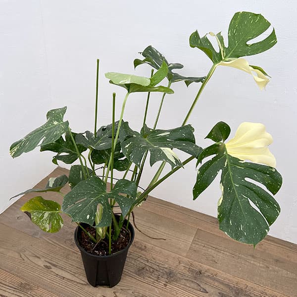 園芸ネット本店｜モンステラ：デリシオーサ：タイコンステレーション 8