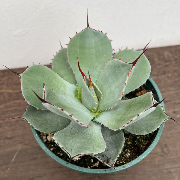 園芸ネット本店｜アガベ：パリー トルンカータ 5号鉢植え の通販【公式】