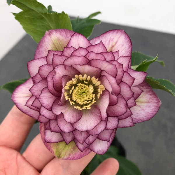 園芸ネット本店｜曽田園芸さんのクリスマスローズ：25-11多弁系ダブル