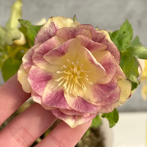 園芸ネット本店｜松村ナーセリーさんのクリスマスローズ：25-80ダブル