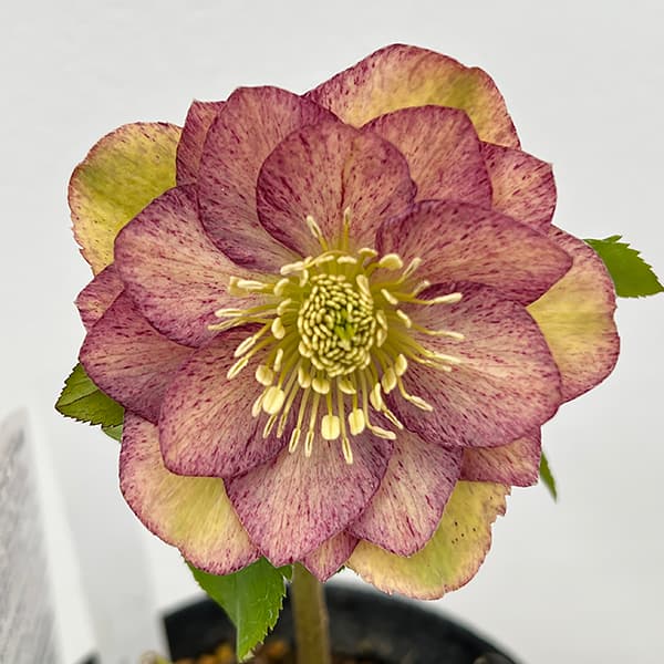 園芸ネット本店｜松村ナーセリーさんのクリスマスローズ：25-90ダブル