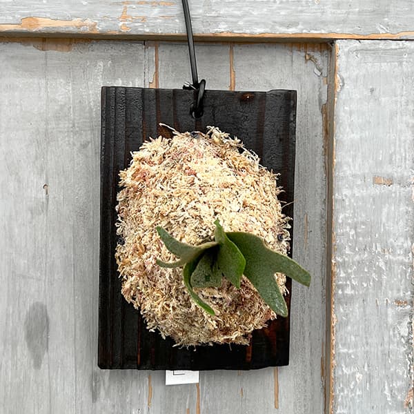 園芸ネット本店｜ビカクシダ（コウモリラン）：ウィリンキーバクテリア