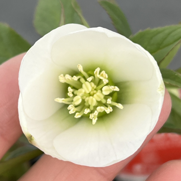 園芸ネット本店｜横山園芸さんのクリスマスローズ：プチドール25-04