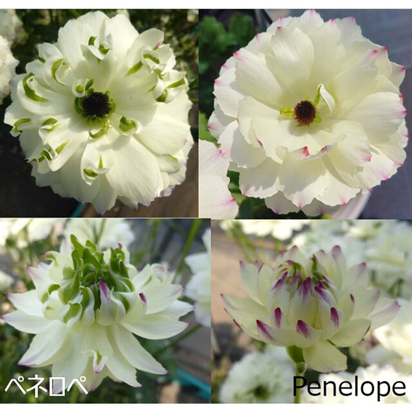 園芸ネット本店｜ラナンキュラス：ラックス ペネロペ3.5-4号ポット の