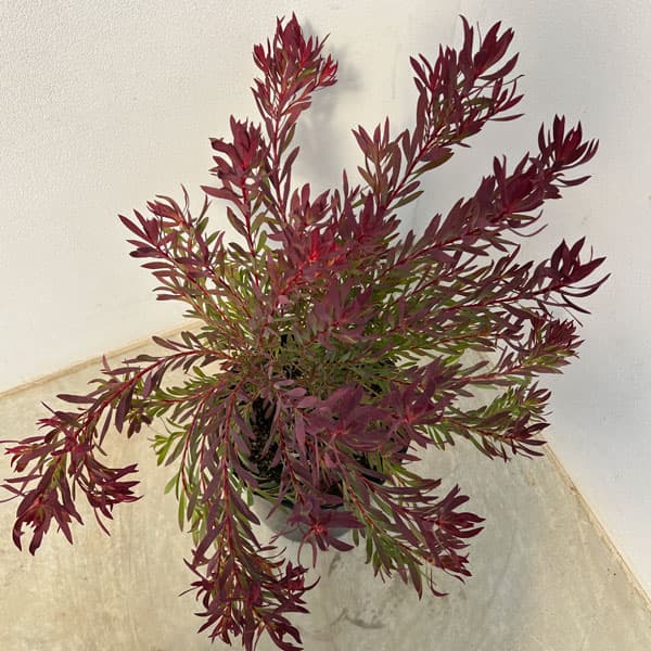 園芸ネット本店｜リューカデンドロン：チェーキー 7号鉢植え の通販