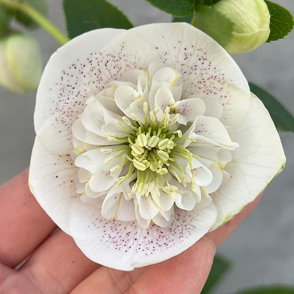 園芸ネット本店｜大和園さんのクリスマスローズ：25-22セミダブル／4.5