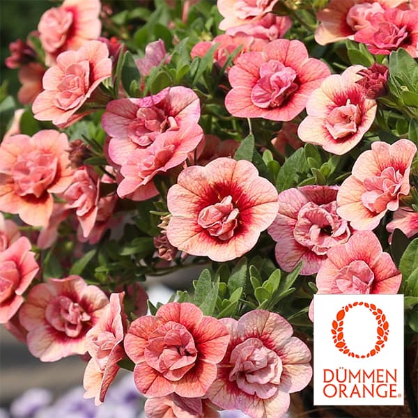 園芸ネット本店｜カリブラコア：アロハダブル アプリコット3.5号ポット