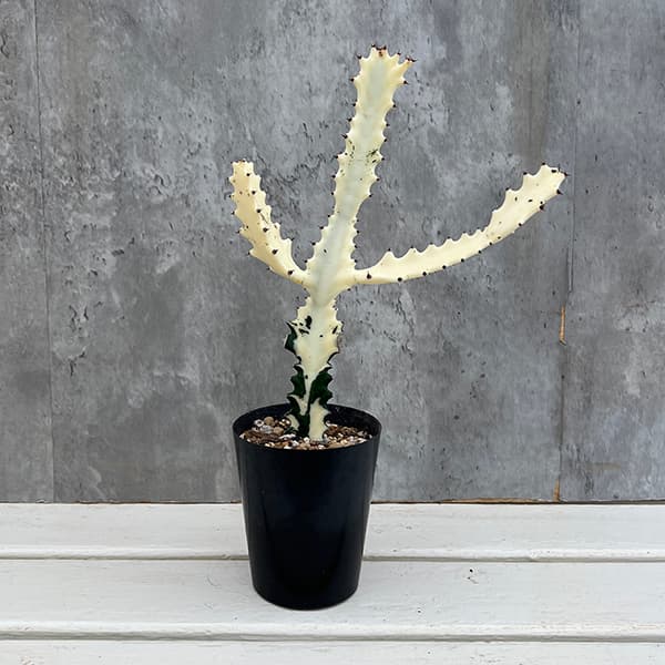 園芸ネット本店｜ユーフォルビア：ホワイトゴースト3号ポット* の通販