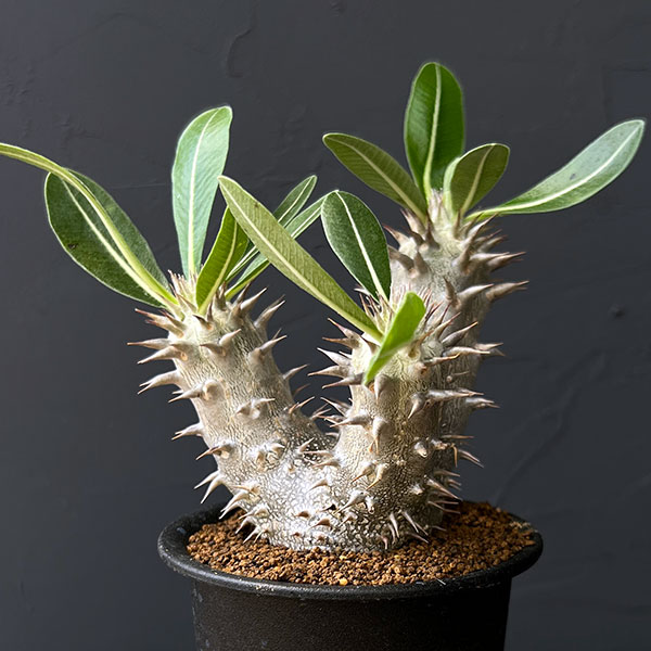 園芸ネット本店｜パキポディウム：伊藤ハイブリッド 実生セレクト株 3