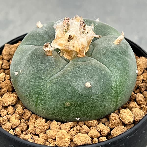 園芸ネット本店｜サボテン：ロフォフォラ 鳥羽玉 3号鉢植え の通販【公式】