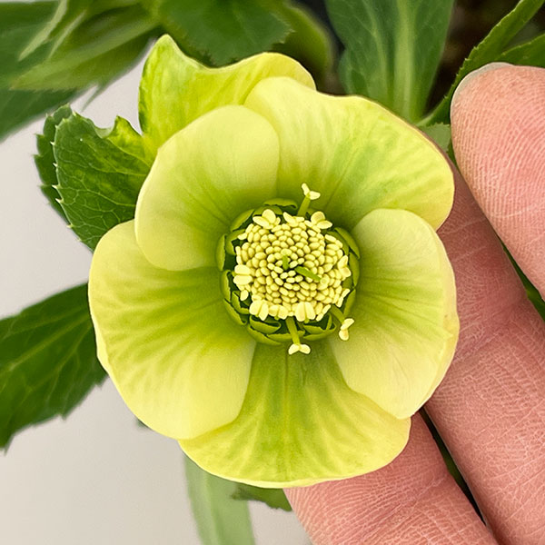 園芸ネット本店｜花郷園さんのクリスマスローズ：26-04シングル4.5号