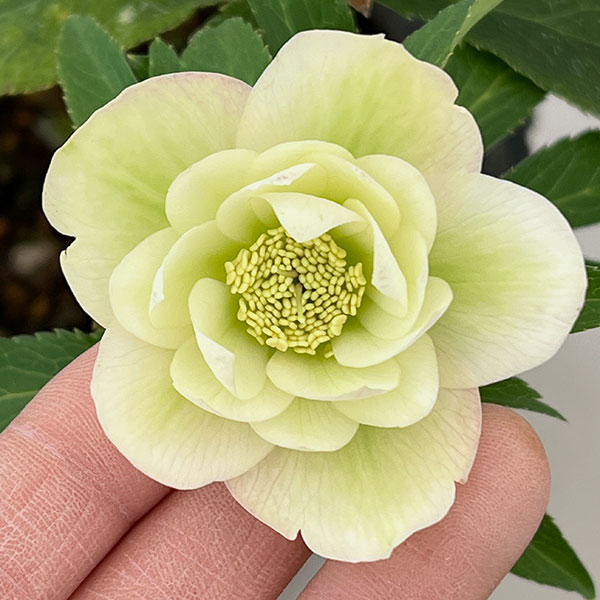 園芸ネット本店｜花郷園さんのクリスマスローズ：26-32ダブル4.5号