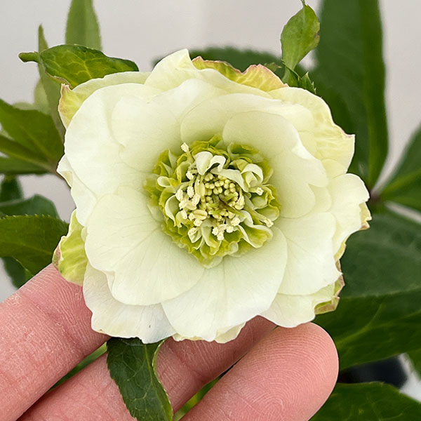 園芸ネット本店｜若泉ファームさんのクリスマスローズ：26-26