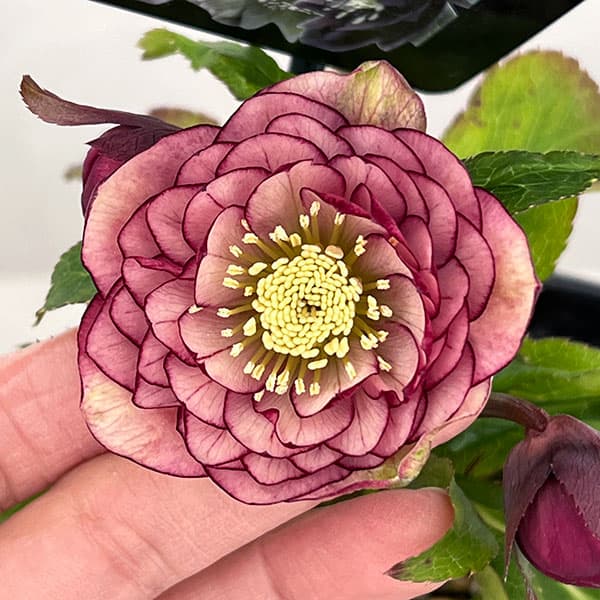 園芸ネット本店｜クリスマスローズ：セレクトダブル26-76／1.5Lポット