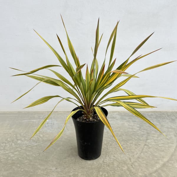 園芸ネット本店｜ユッカ：グロリオサ トリスティス 6号ポット の通販