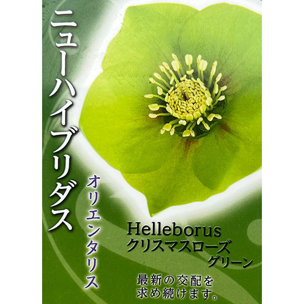 園芸ネット本店｜高正園さんのクリスマスローズ：シングル グリーン4.5