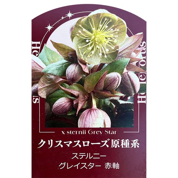 園芸ネット本店｜クリスマスローズ（原種系）：ステルニー グレイ