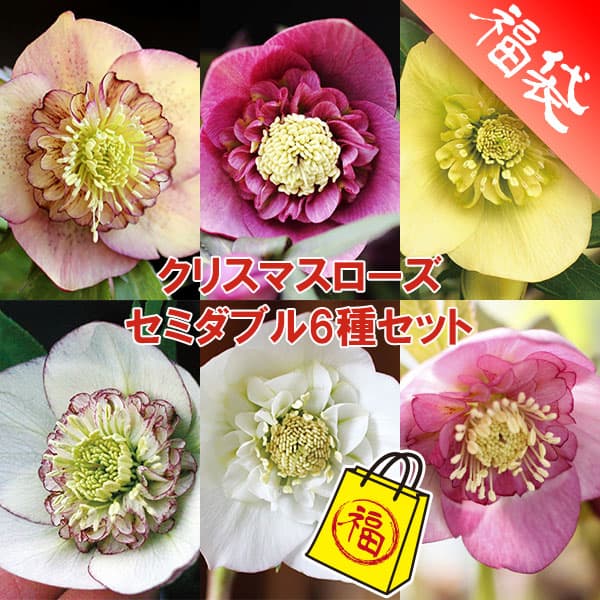 園芸ネット本店｜クリスマスローズ:セミダブル6種セット の通販【公式】