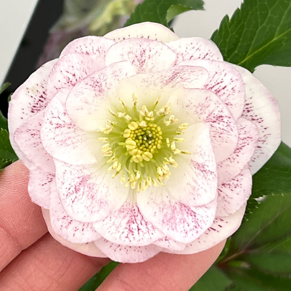 園芸ネット本店｜クリスマスローズ：セレクトダブル26-26／1.5Lポット