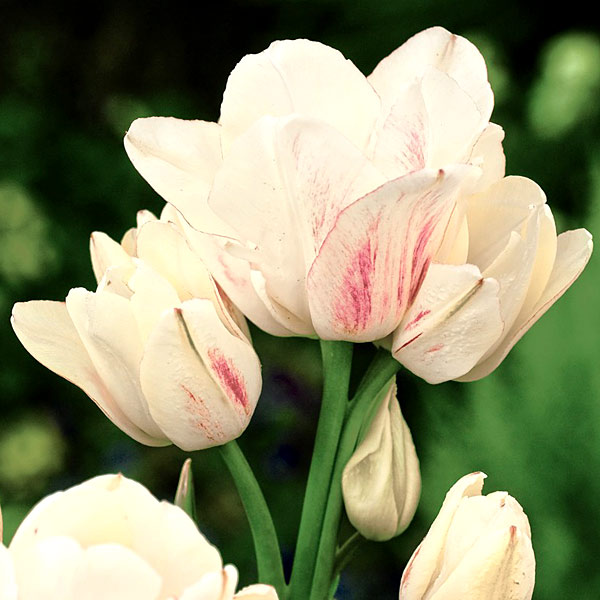 園芸ネット本店｜チューリップ（枝咲き）：キャンディークラブ4球入