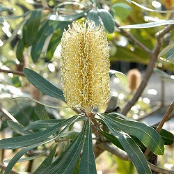 園芸ネット本店｜バンクシア：セイラ7号ポット の通販【公式】