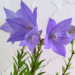 園芸ネット本店｜八重咲キキョウ（高性種）：天海 ホワイト 3.5号