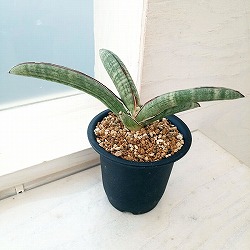 ブルーバット 超斑入り サンスベリア ロリダ 多肉植物 コーデックス