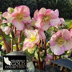 園芸ネット本店｜クリスマスローズ：*HGC Ice N'roses 氷の薔薇 フロス